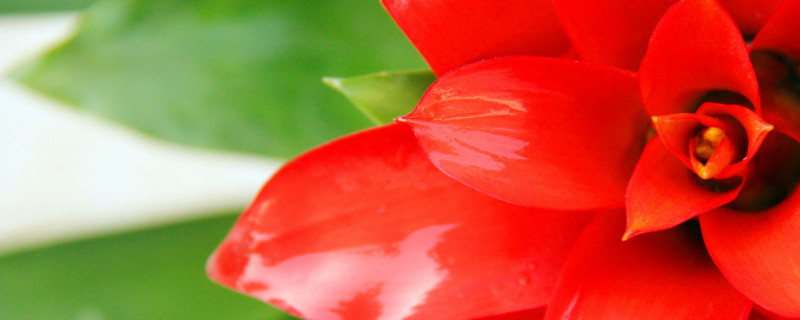 鴻運當(dāng)頭花的寓意