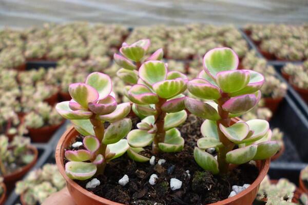 雅樂之舞花語(yǔ)是什么，沉默的愛、熱烈與光明