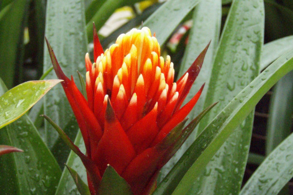 鴻運(yùn)當(dāng)頭怎么配土