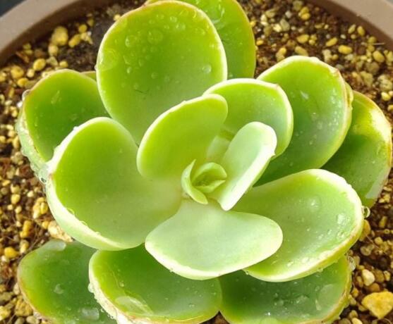 寶石花怎么澆水，不同季節(jié)不同澆水量(控水為主)