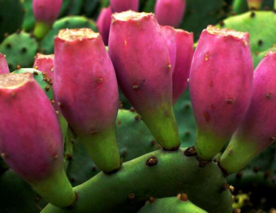 仙人掌的果實(shí)能吃嗎，食用可清熱解毒、養(yǎng)顏?zhàn)o(hù)膚