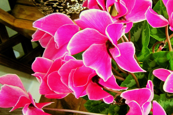 仙客來種子多久發(fā)芽