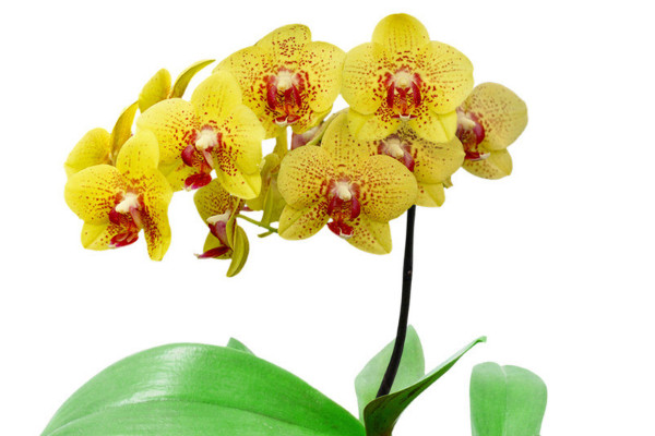 蝴蝶蘭和蘭花哪個好養(yǎng)