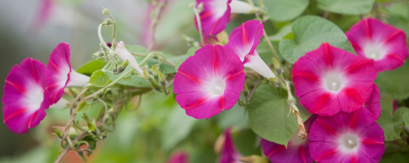 牽?；ㄒ粋€盆里種幾顆