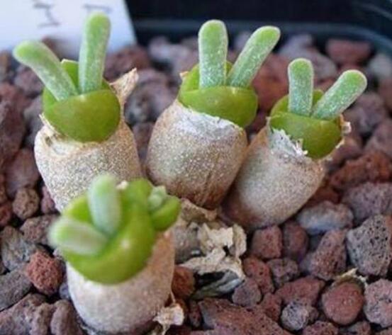 碧光環(huán)多肉有毒嗎，無毒/株型優(yōu)雅、美觀可愛