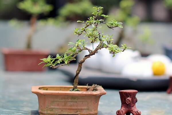 六月雪夏天怎么養(yǎng)，六月雪夏季養(yǎng)殖5大要點