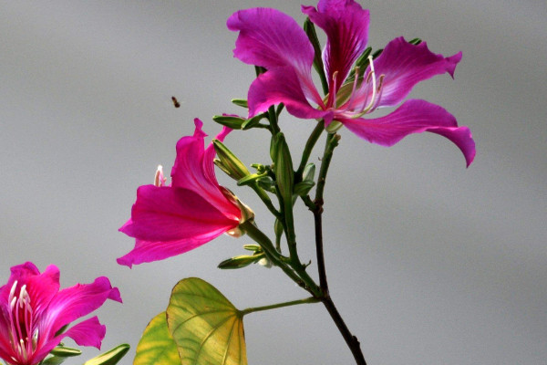 紫荊花能放室內(nèi)嗎