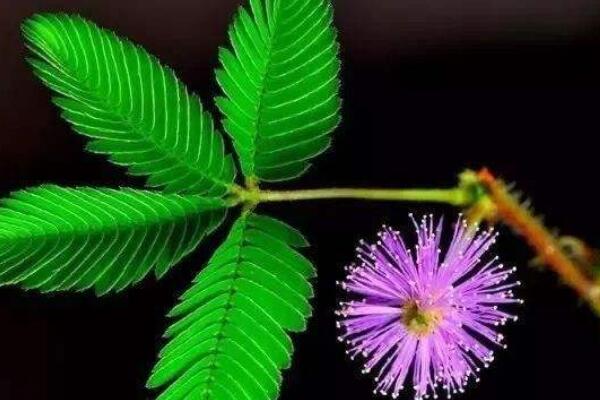 含羞草發(fā)芽后怎么護理