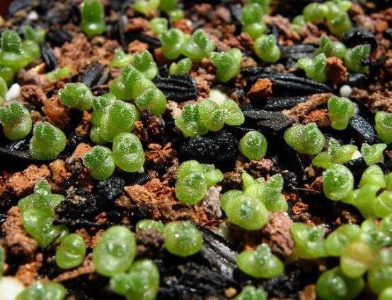 碧光環(huán)用什么土種，透氣透水土壤是必要種植條件