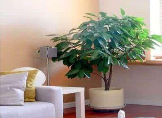 平安樹擺放什么位置好，平安樹的擺放禁忌