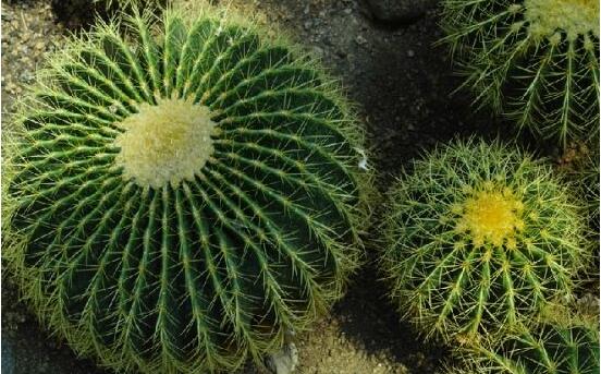 仙人球防輻射嗎，不能/只能防太陽(yáng)紫外線(光學(xué)輻射)