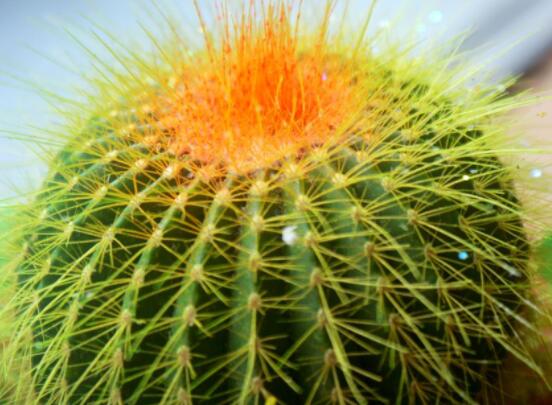 仙人球爛了怎么辦，及時(shí)修剪爛根、消毒/保持通風(fēng)透氣