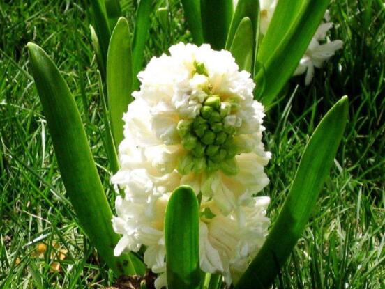 好看的風(fēng)信子圖片欣賞，姿色優(yōu)美，色彩艷麗