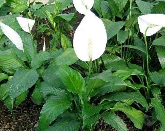 一帆風(fēng)順蔫了怎么補救，四種原因以及補救辦法