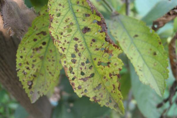 桃花的病害防治，4種常見病害講解