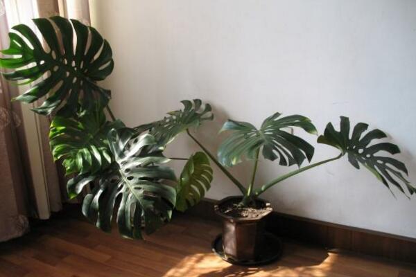 龜背竹葉子邊緣發(fā)黃怎么辦，控制溫度并做好遮陰措施