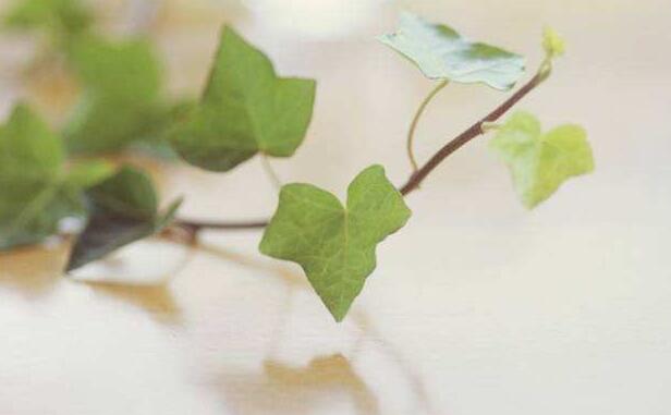 常春藤葉子發(fā)蔫咋補(bǔ)救，適合的光照和溫度很重要