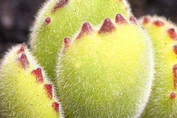 熊童子怎么養(yǎng)出紅爪子