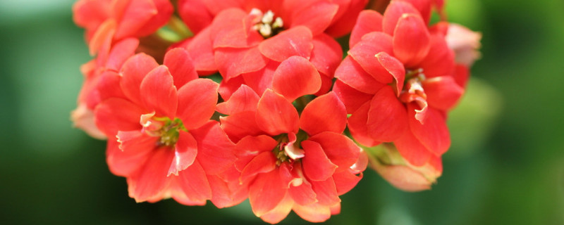 長(zhǎng)壽花是多肉嗎