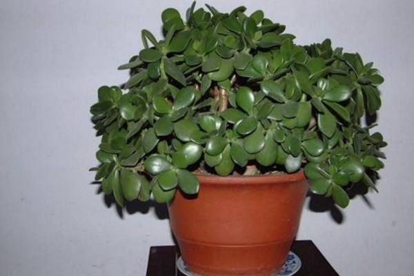 玉樹換盆注意事項，注意換盆時間以及根部的修剪