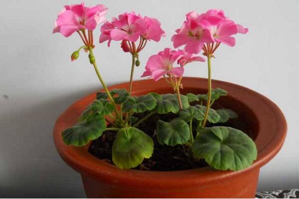 天竺葵打頂摘心圖解，摘心時(shí)間在每年的春秋季