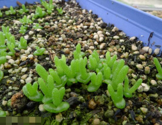 碧光環(huán)多肉怎么養(yǎng)，注意土壤透氣性、控水控溫度