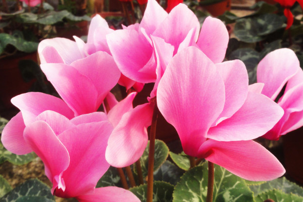 仙客來的花期多長時(shí)間