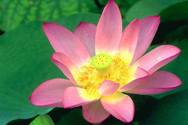 怎么養(yǎng)荷花開(kāi)花多