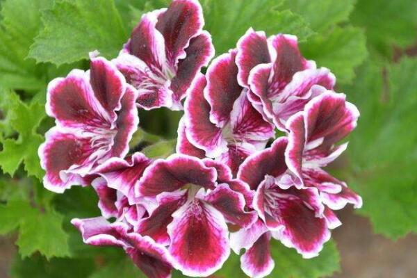 天竺葵花語(yǔ)