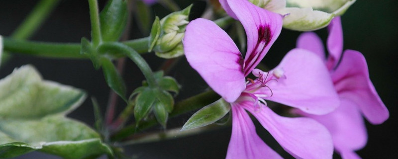 天竺葵夏天開花嗎