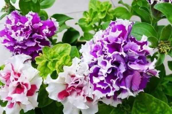 重瓣?duì)颗；ㄊ裁磿r候扦插好