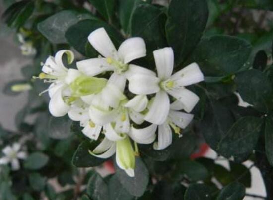 九里香花語是什么，九里香花的寓意象征愛情