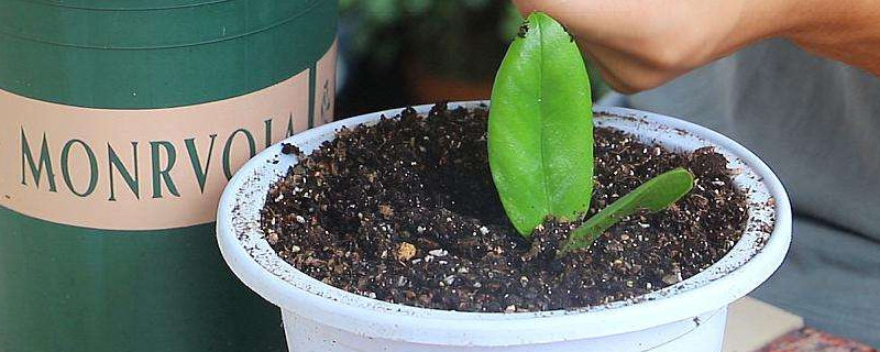 金錢(qián)樹(shù)休眠嗎