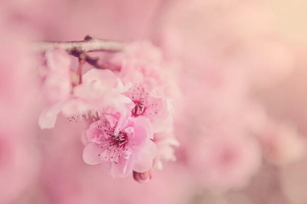 櫻花適合北方種植嗎，控制好溫度北方也能進行種植
