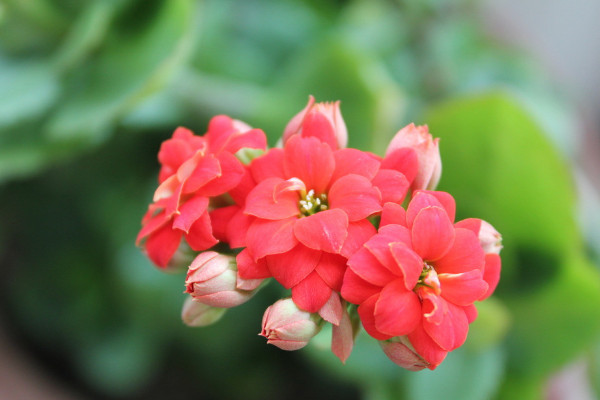 長(zhǎng)壽花葉面長(zhǎng)白霜