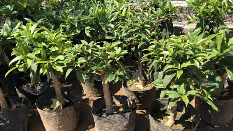 嫁接桂花樹的養(yǎng)殖方法和注意事項