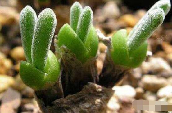 碧光環(huán)種植方法，擇健康種子、保水保肥土壤/淺盆為主