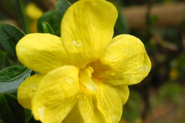 迎春花會結(jié)果嗎