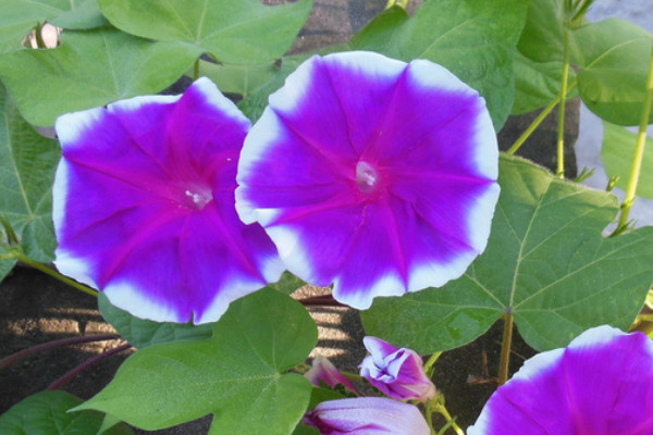 牽牛花開(kāi)花后要修剪嗎