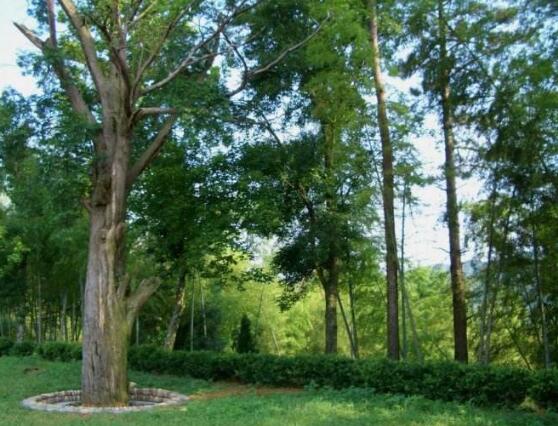 紅豆杉的品種，盤點(diǎn)中國(guó)紅豆杉五大品種