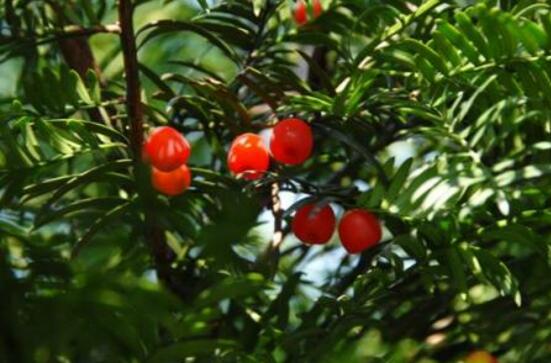 紅豆杉用什么土栽培好，疏松透氣、保水保肥