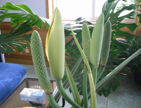 家里養(yǎng)龜背竹好嗎，吸收甲醛、凈化空氣、招財(cái)增壽