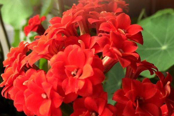 長(zhǎng)壽花黑根是怎么回事