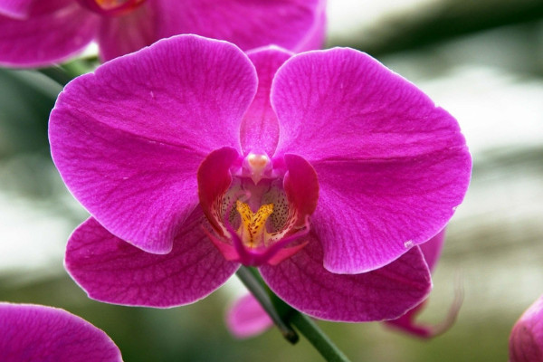 蝴蝶蘭在哪個季節(jié)開放