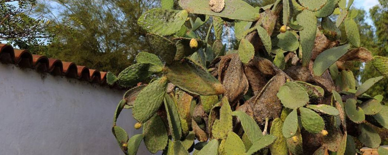 仙人樹(shù)怎么養(yǎng)殖方法