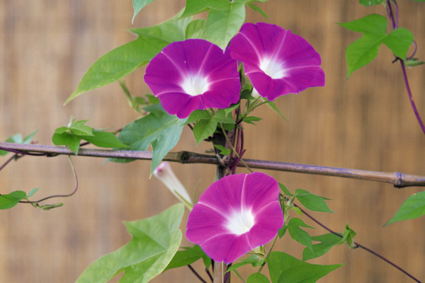 牽牛花枯死的原因