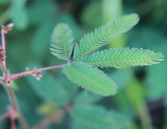 常碰含羞草有毒嗎，導(dǎo)致頭發(fā)眉毛發(fā)黃脫落(最好避免)