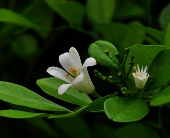 盆栽九里香的養(yǎng)殖方法，老農(nóng)教你七個最實用基本方法