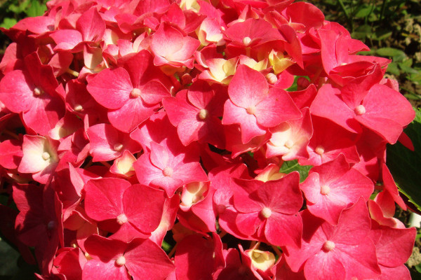 繡球花的室外養(yǎng)殖方法