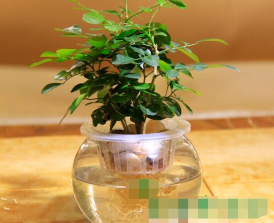 九里香的養(yǎng)殖方法水培，教你四個(gè)步驟水培爆盆